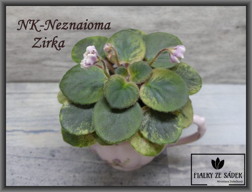 NK-Neznaioma Zirka 